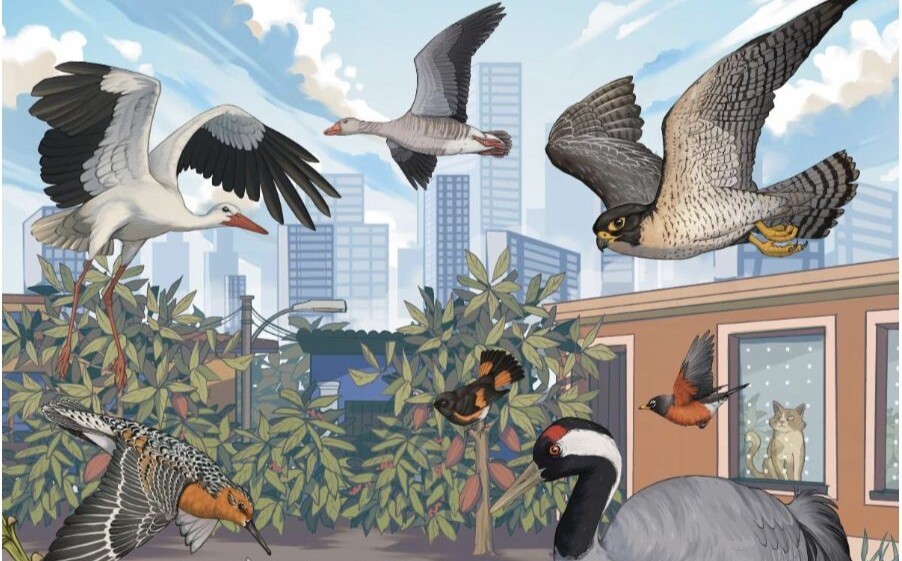 11 Maggio – Riserva Naturale Padule di Fucecchio “World Migratory Bird Day 2025”