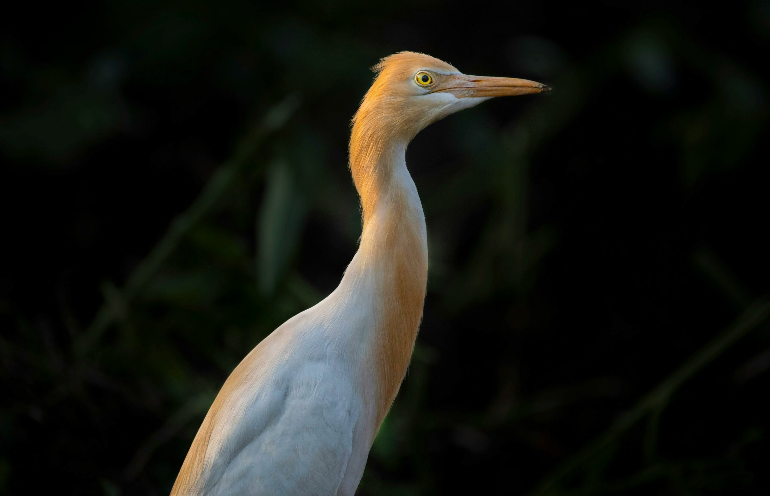 Gli Uccelli