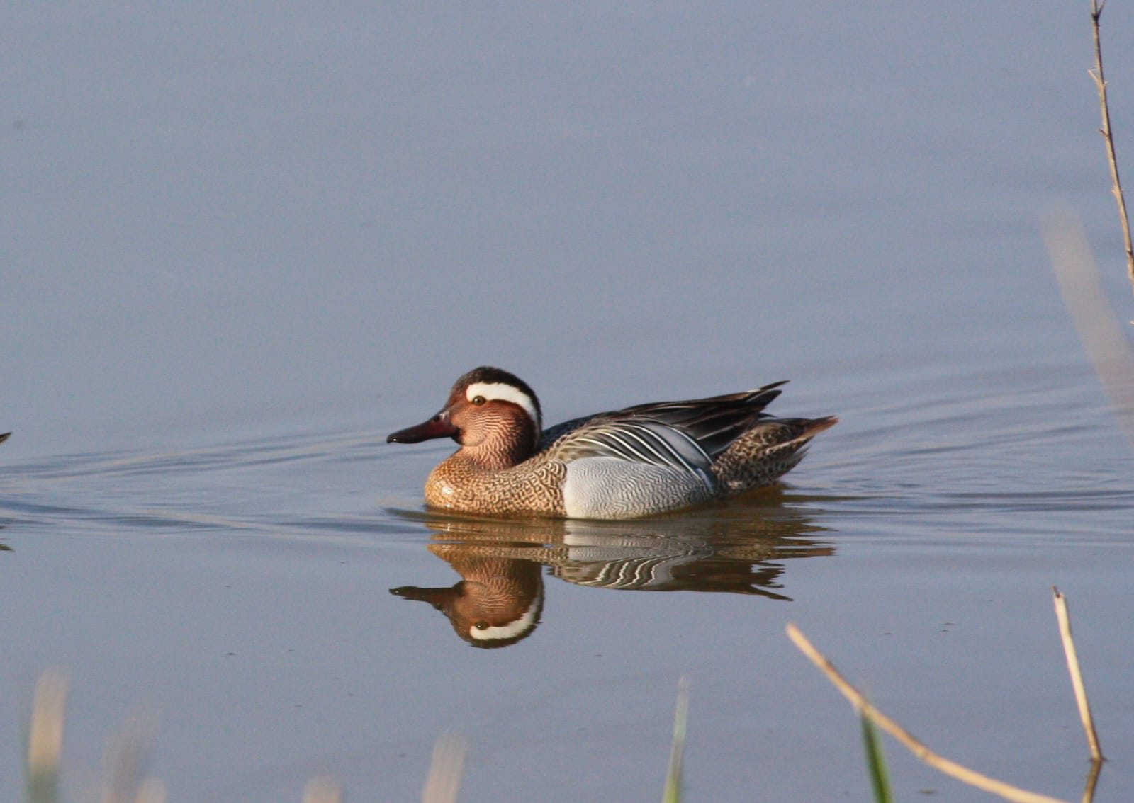 L’avifauna della Riserva