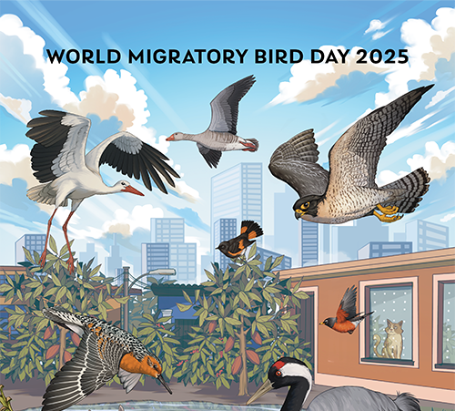 11 Ottobre – Riserva Naturale Padule di Fucecchio “World Migratory Bird Day 2025”
