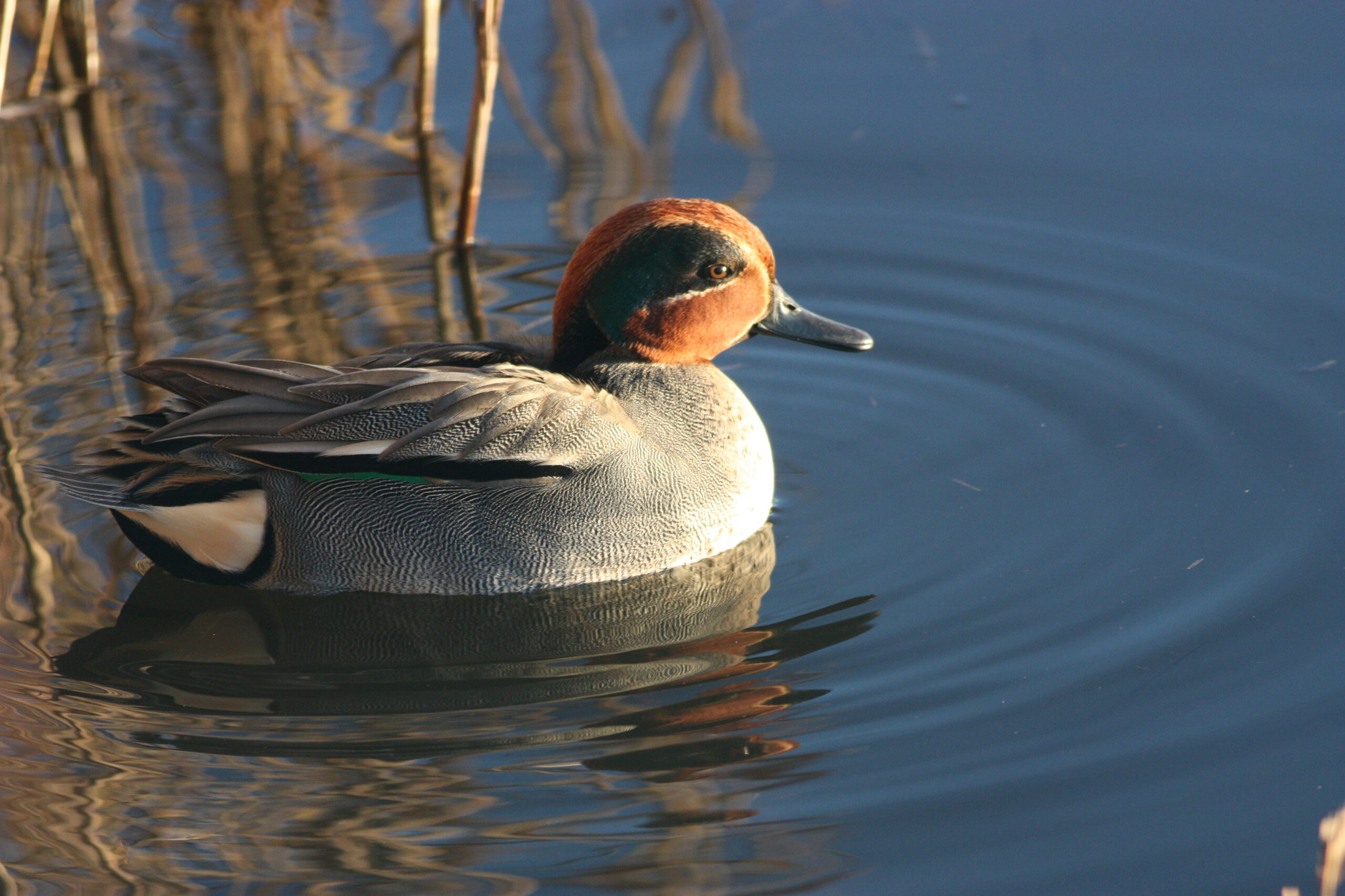 L’avifauna della Riserva