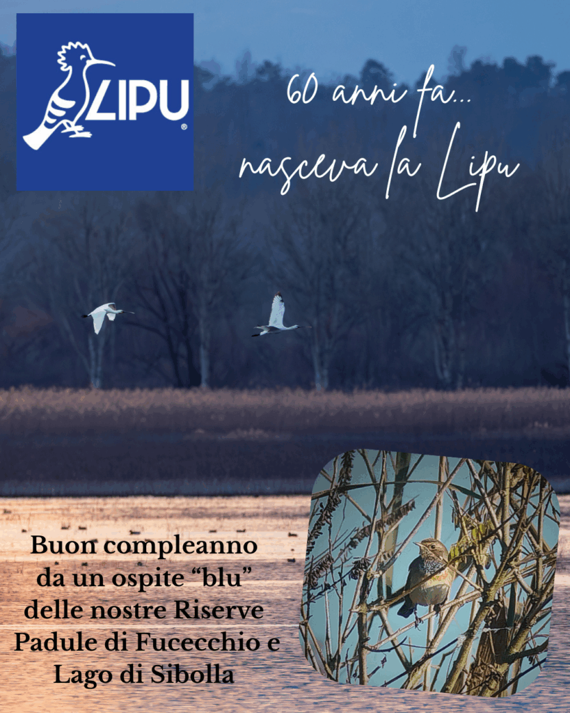 Buon compleanno Lipu! 13/11/2025