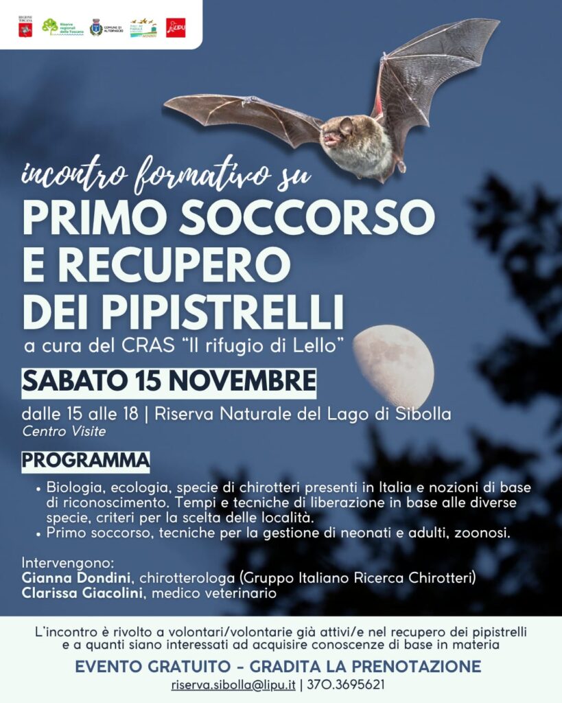 Primo soccorso e recupero dei pipistrelli – Incontro formativo – 15 novembre 2025