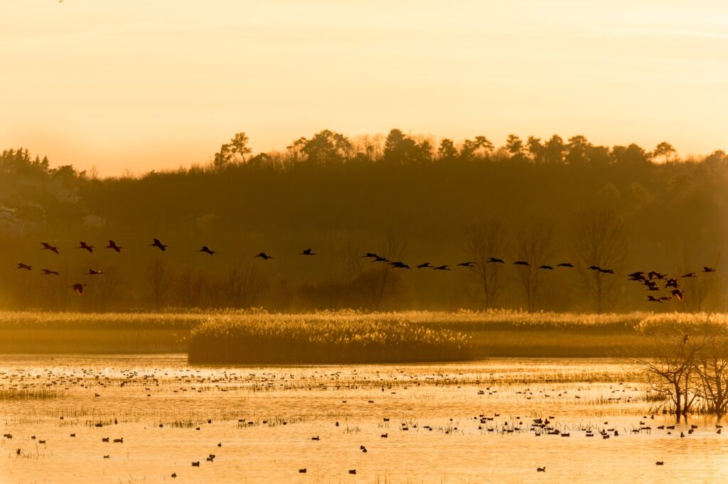 Il Padule di Fucecchio e il Padule di Scarlino sono ufficialmente siti Ramsar